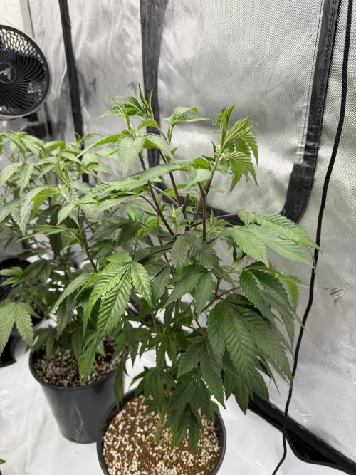 Girls love big tents. Week 3 - Side shot illemonatti 