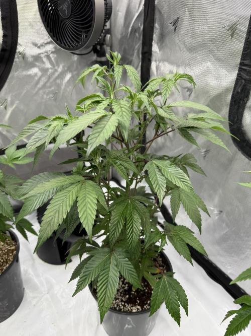 Girls love big tents. Week 3 - Illemonatti 