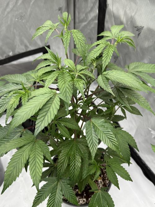 Girls love big tents. Week 3 - Oreoz 