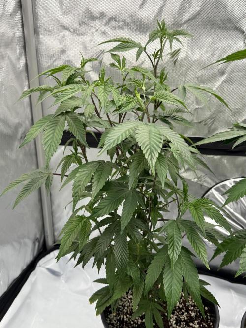 Girls love big tents. Week 3 - Side shot of the oreoz 
