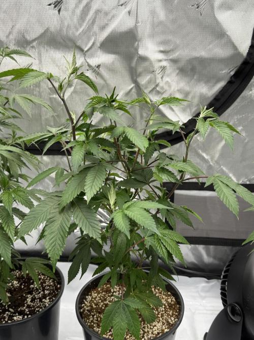 Girls love big tents. Week 3 - Second illemonatti 