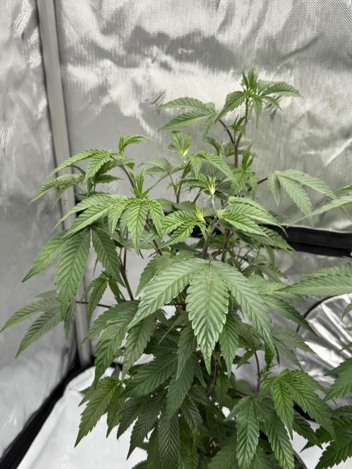 Girls love big tents. Week 3 - Side shot of second Oreoz 