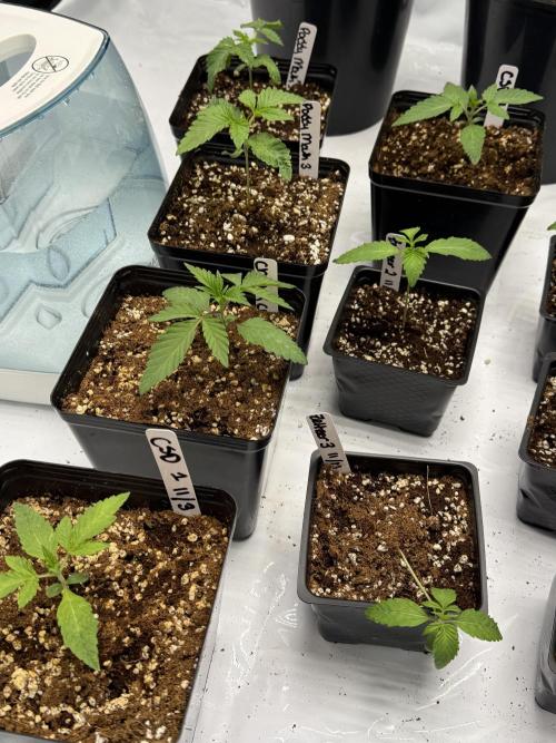 Girls love big tents. Week 3