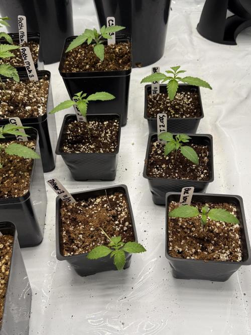 Girls love big tents. Week 3