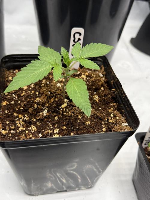 Girls love big tents. Week 3