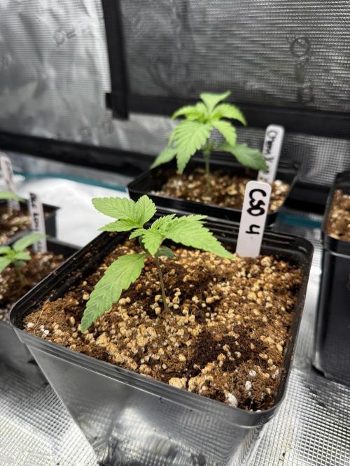 Girls love big tents. Week 3