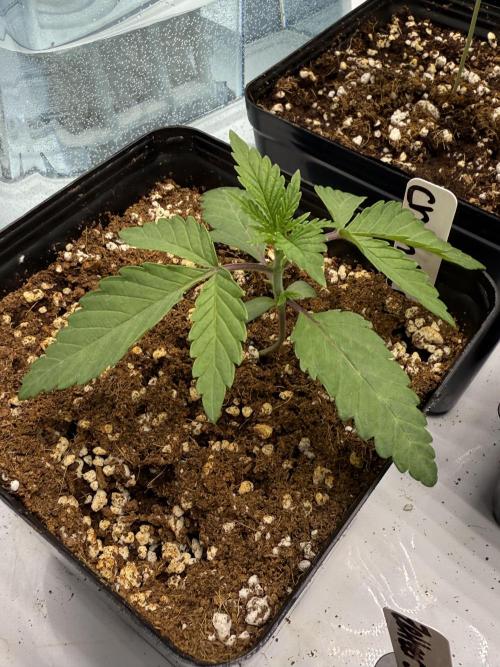 Girls love big tents. Week 3