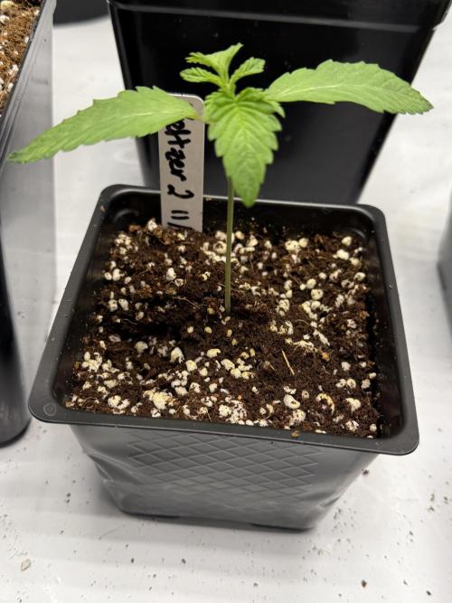 Girls love big tents. Week 3