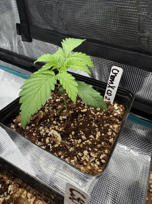 Girls love big tents. Week 3