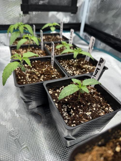 Girls love big tents. Week 3