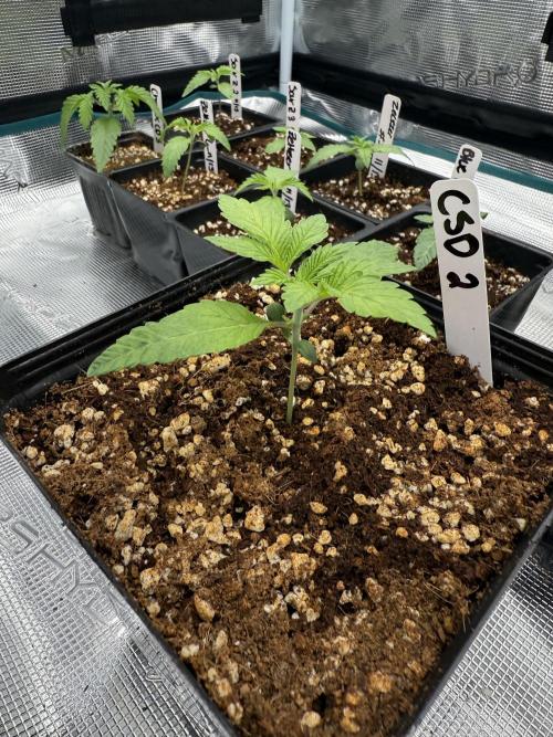 Girls love big tents. Week 3