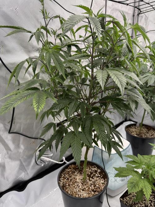 Girls love big tents. Week 4