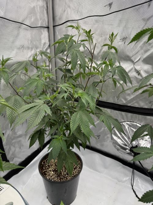 Girls love big tents. Week 4