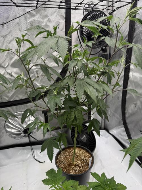 Girls love big tents. Week 4