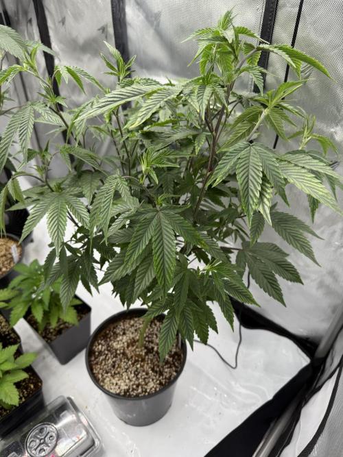 Girls love big tents. Week 4