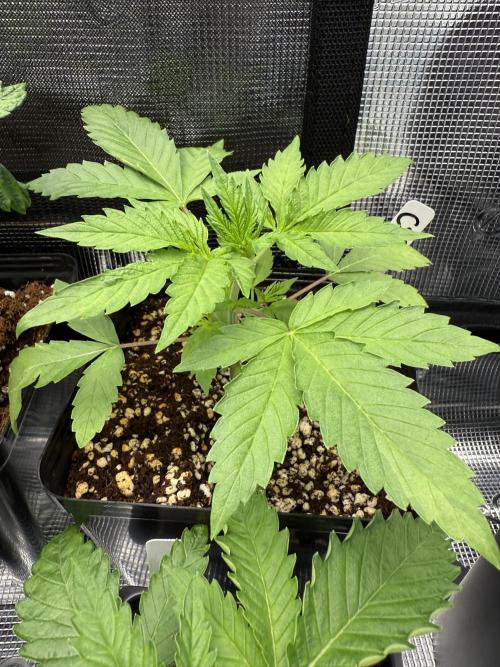 Girls love big tents. Week 4