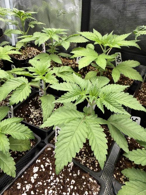 Girls love big tents. Week 4