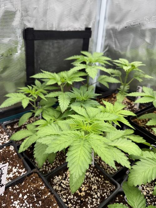 Girls love big tents. Week 4