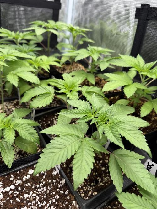 Girls love big tents. Week 4