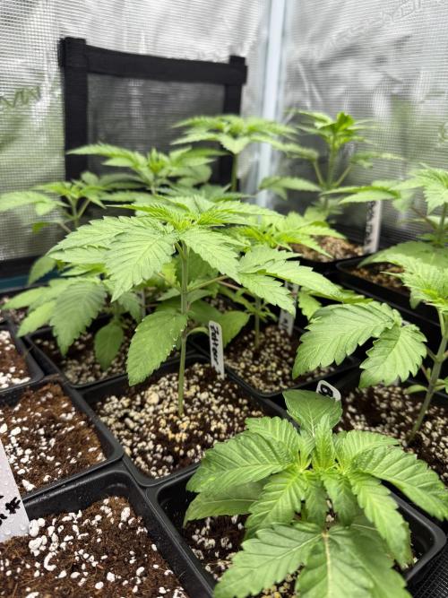 Girls love big tents. Week 4