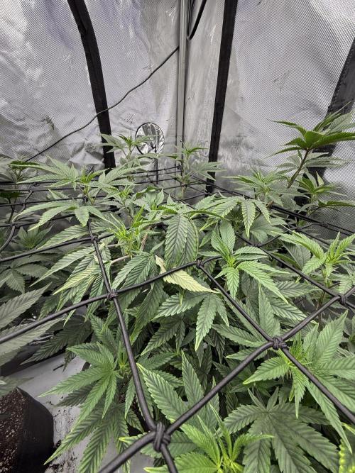 Girls love big tents. Week 5