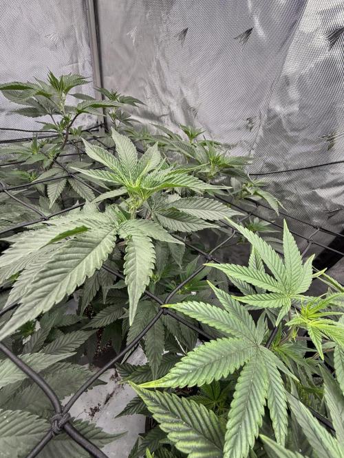 Girls love big tents. Week 5