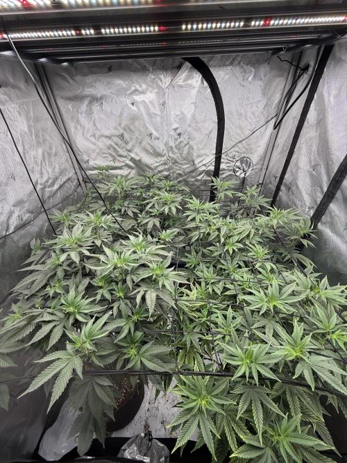 Girls love big tents. Week 5