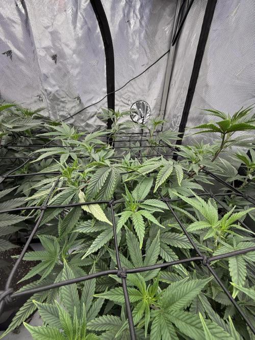 Girls love big tents. Week 5