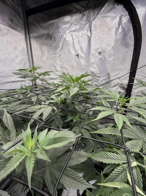 Girls love big tents. Week 5