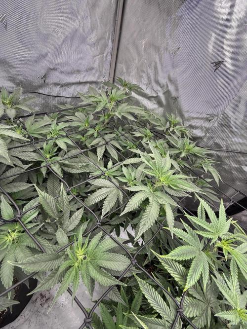 Girls love big tents. Week 5
