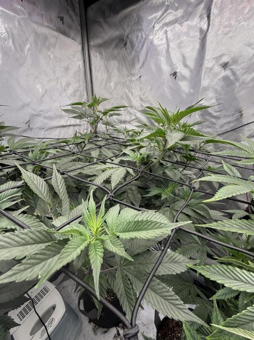 Girls love big tents. Week 5