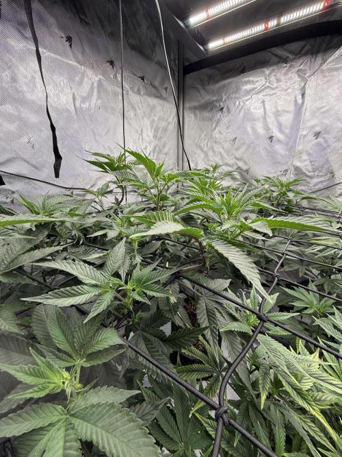 Girls love big tents. Week 5