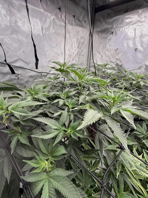 Girls love big tents. Week 5