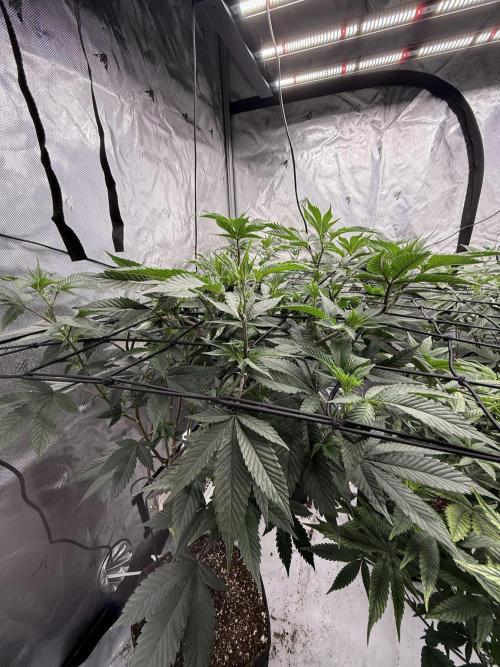 Girls love big tents. Week 5