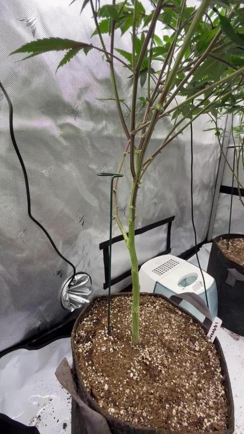 Girls love big tents