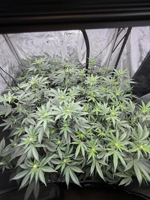 Girls love big tents. Week 6