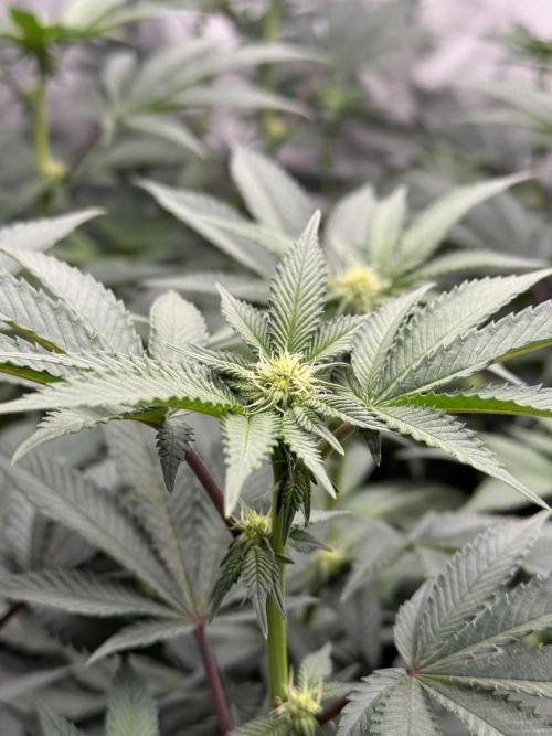 Girls love big tents. Week 6