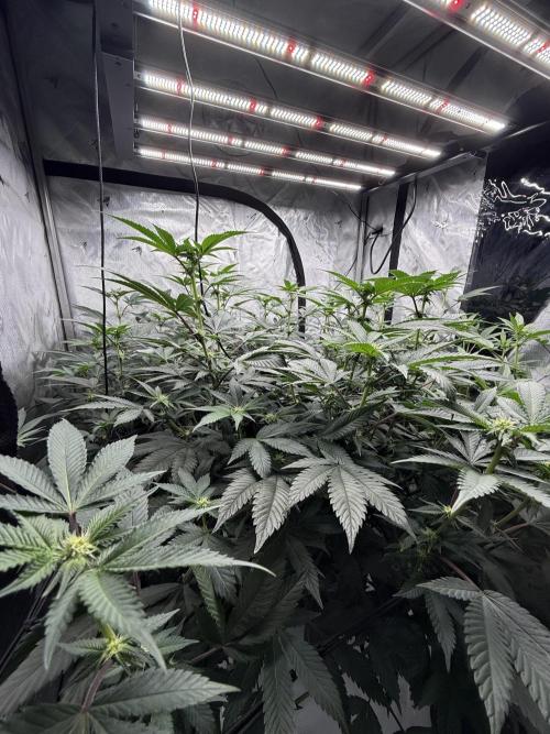 Girls love big tents. Week 6