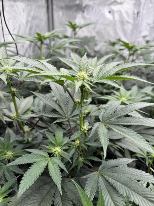 Girls love big tents. Week 6