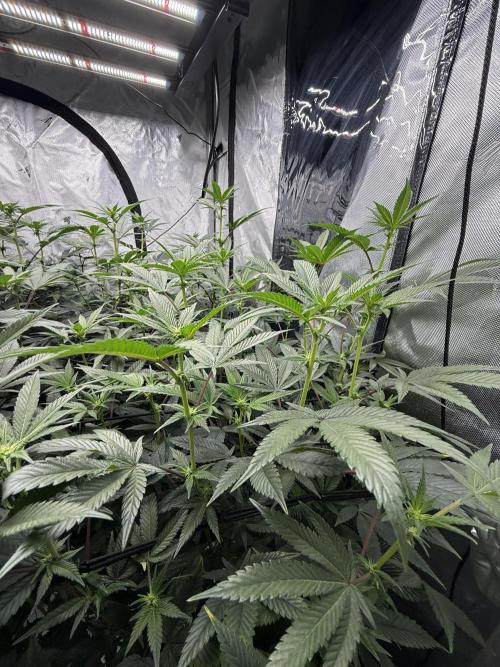 Girls love big tents. Week 6