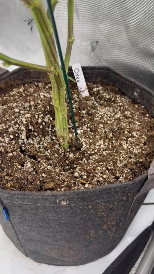 Girls love big tents