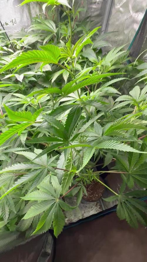 Girls love big tents