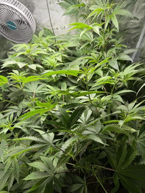 Girls love big tents. Week 7