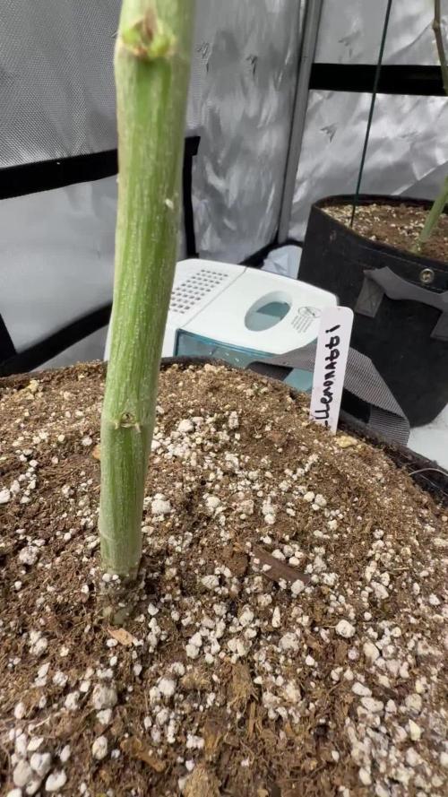 Girls love big tents