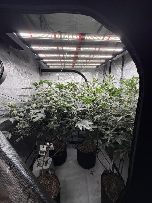 Girls love big tents. Week 8