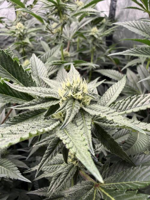 Girls love big tents. Week 8