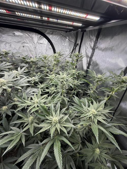 Girls love big tents. Week 8