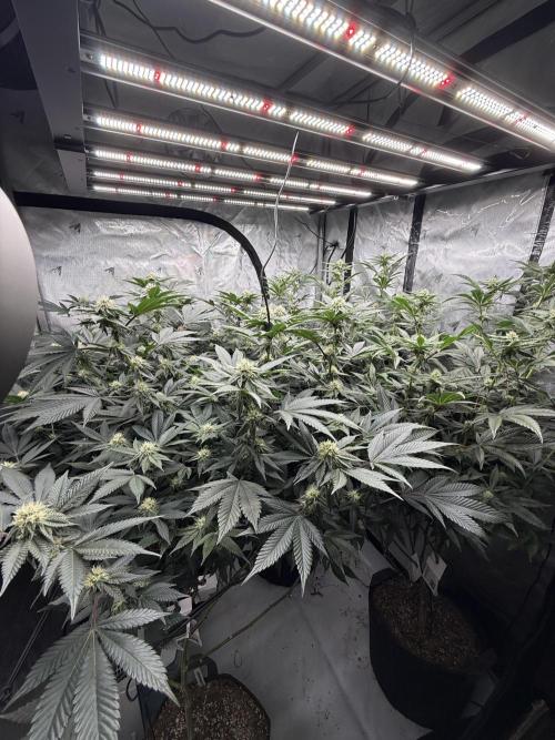 Girls love big tents. Week 8