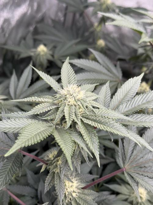 Girls love big tents. Week 8