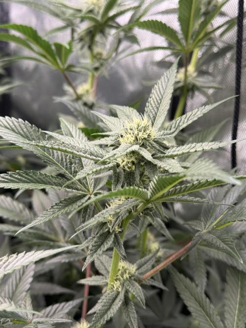 Girls love big tents. Week 8